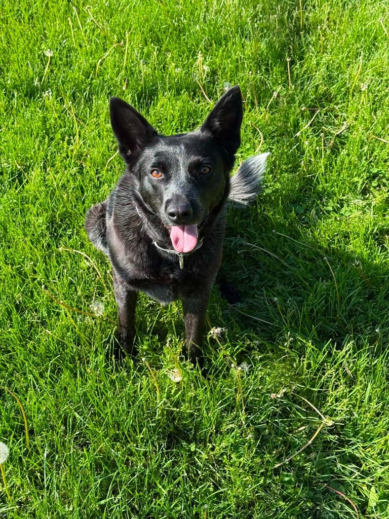 Alma, a Adoptable Australian Cattle Dog / Blue Heeler in Viroqua, WI image 4/6