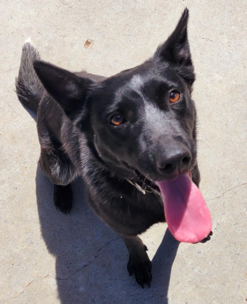 Alma, a Adoptable Australian Cattle Dog / Blue Heeler in Viroqua, WI image 5/6