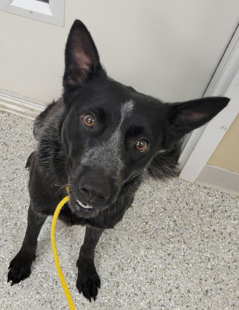 Alma, a Adoptable Australian Cattle Dog / Blue Heeler in Viroqua, WI image 6/6