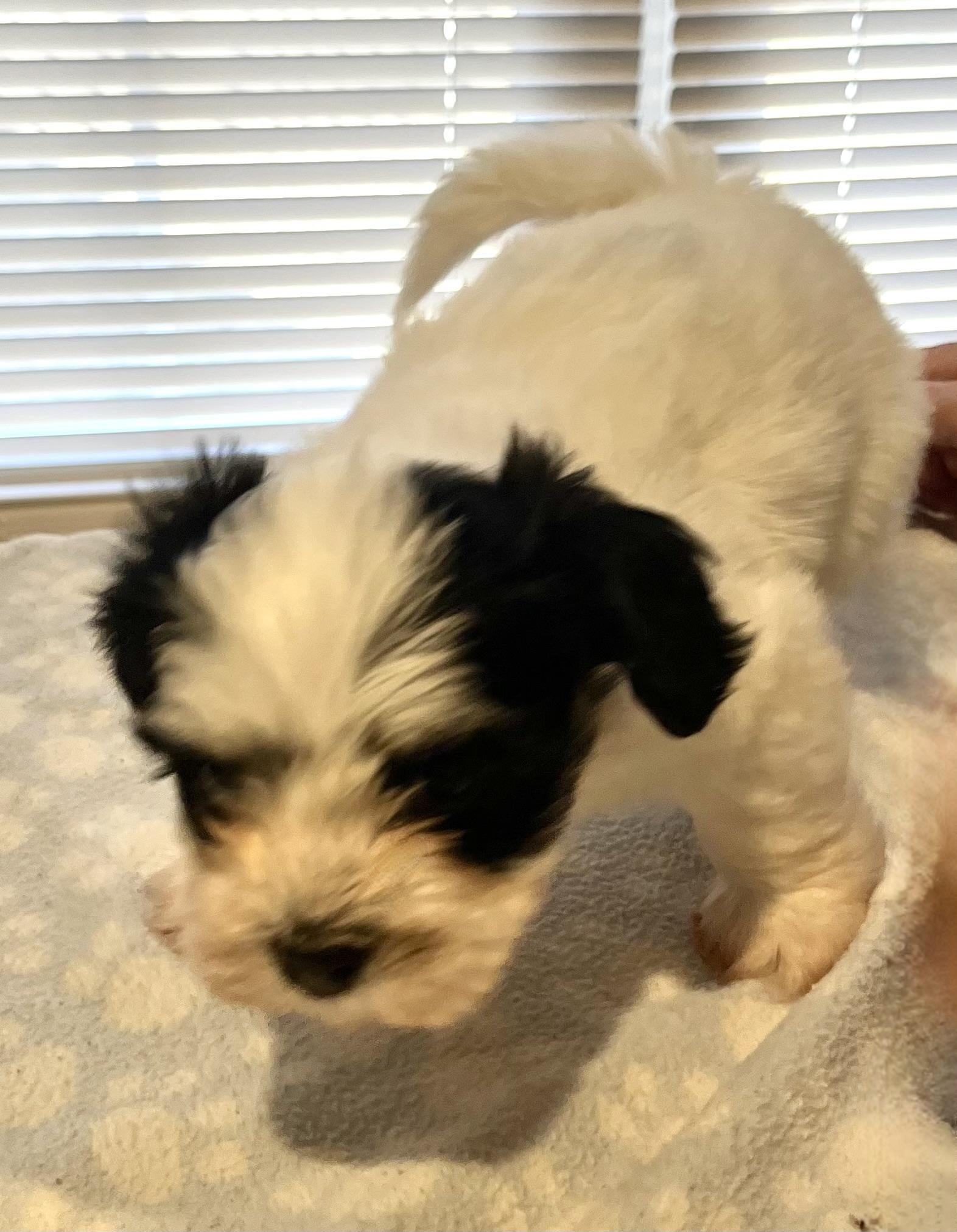 Enlarge Buddy, a Adoptable Havanese in Far Hills, NJ image 1/4