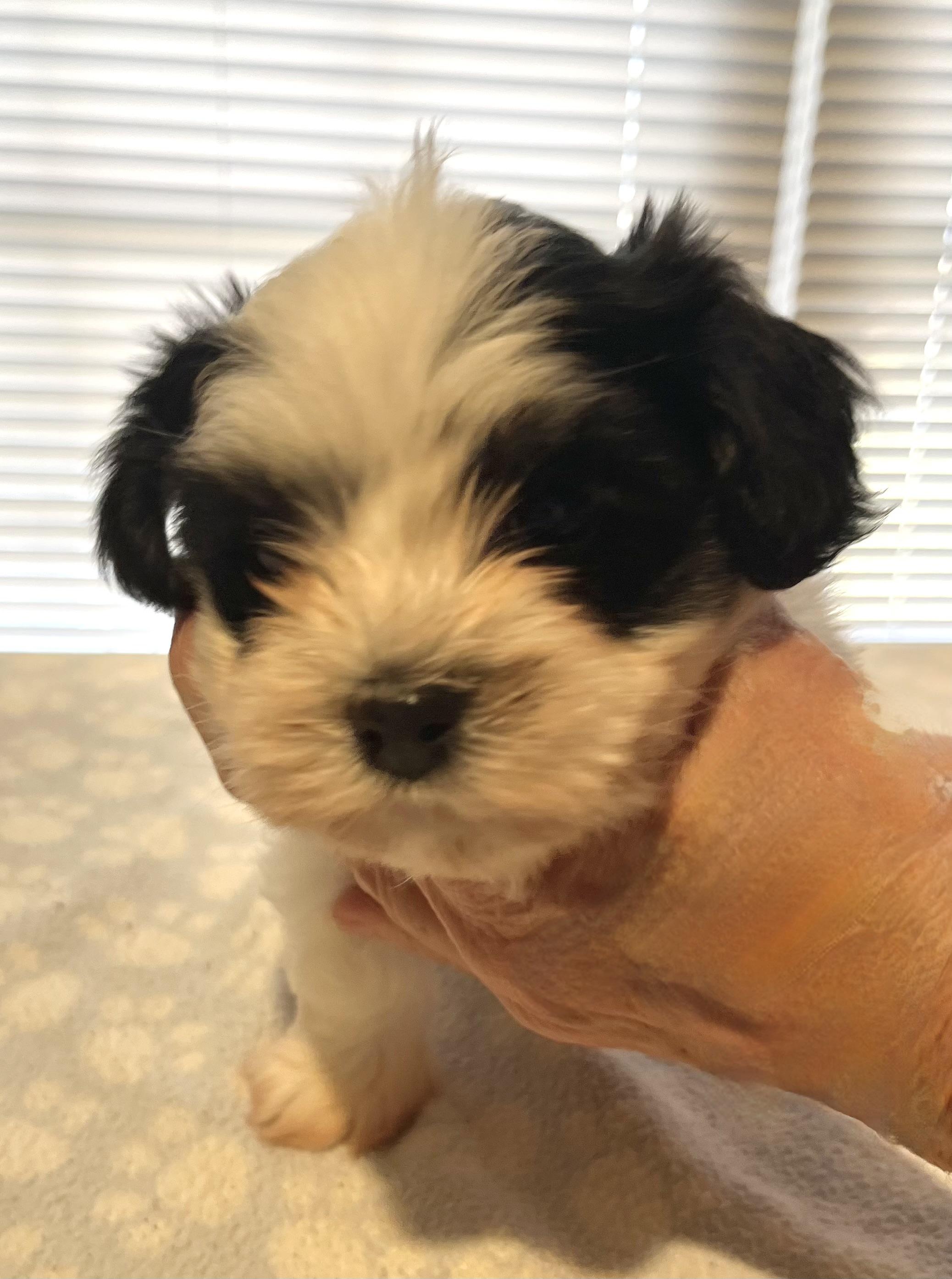 Enlarge Buddy, a Adoptable Havanese in Far Hills, NJ image 2/4