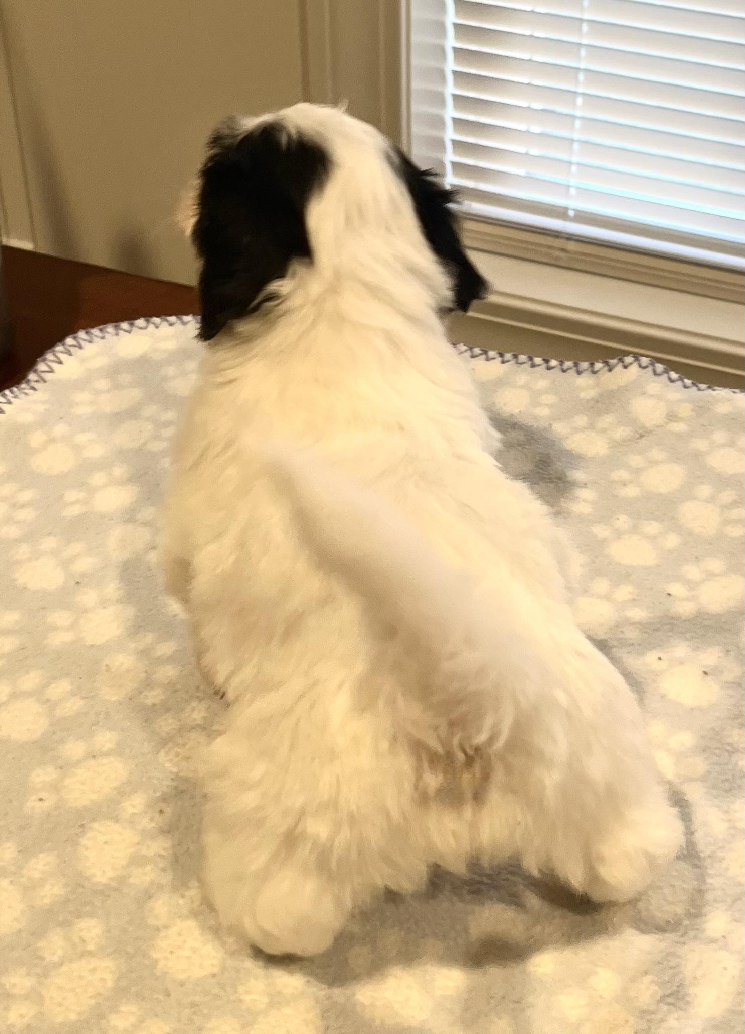 Enlarge Buddy, a Adoptable Havanese in Far Hills, NJ image 4/4