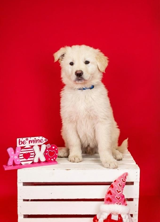 Enlarge 27-26 Teddy, a ADOPTABLE mixed breed in Brighton, CO image 1/1