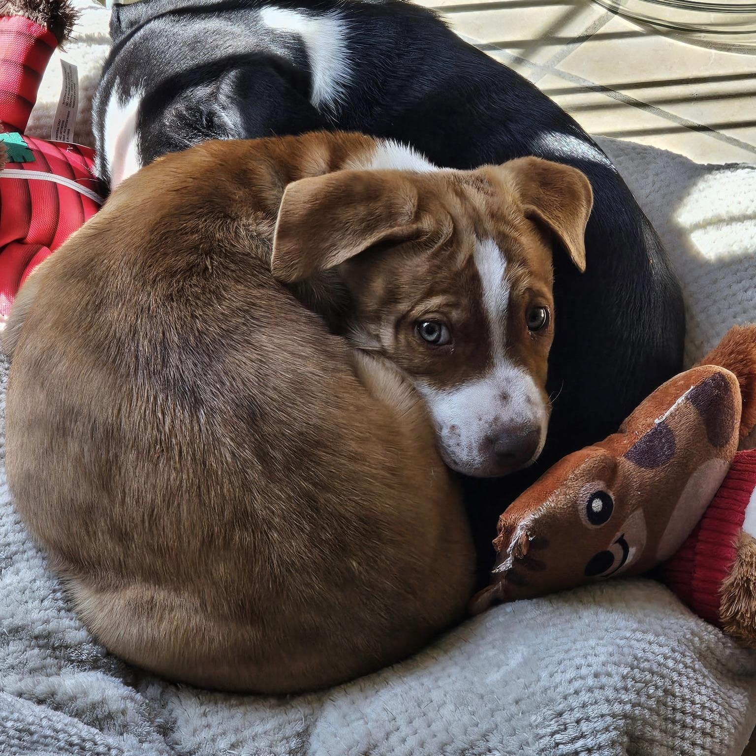 Enlarge Kiwi, an adopted mixed breed in Ellicott City, MD image 4/5