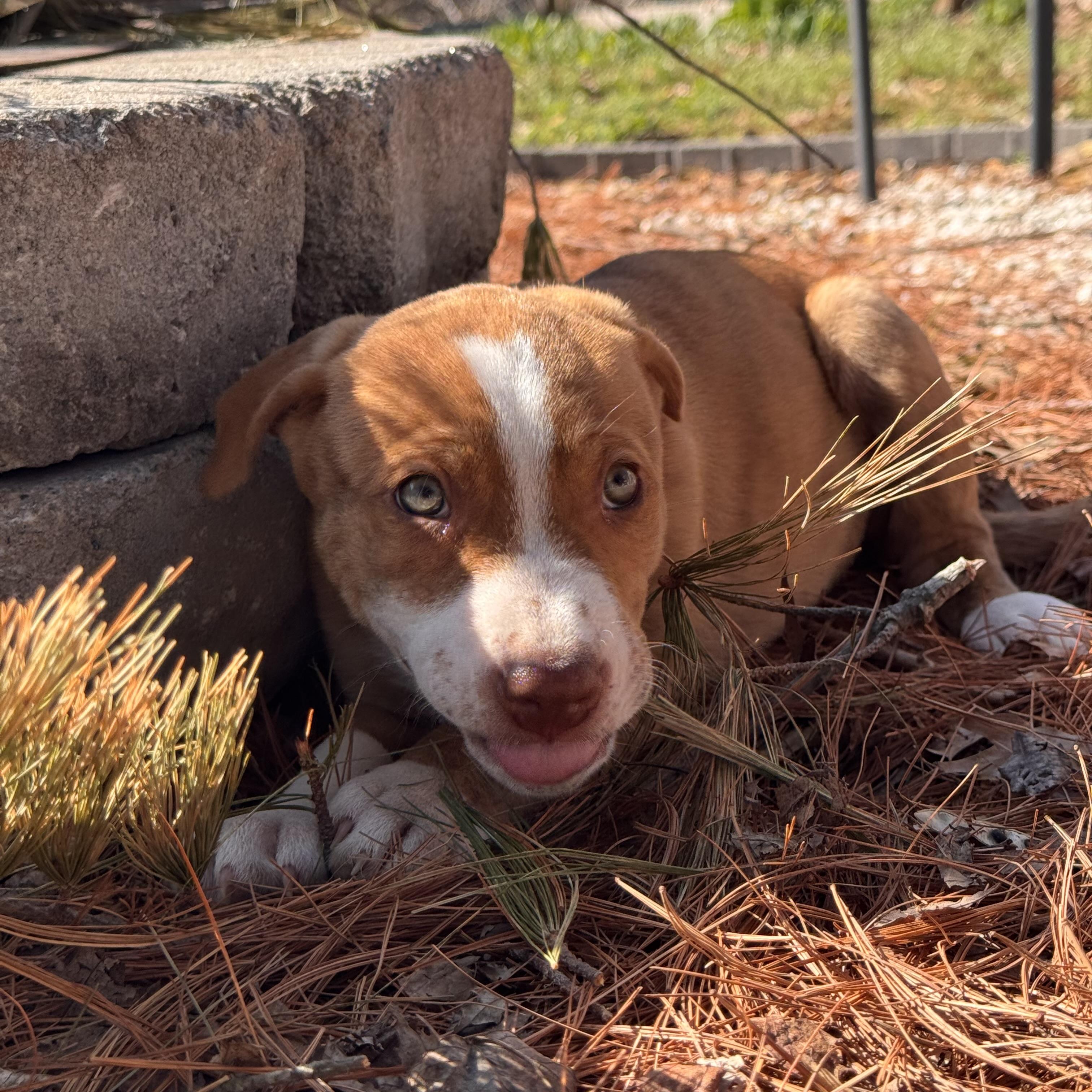 Enlarge Kiwi, an adopted mixed breed in Ellicott City, MD image 5/5