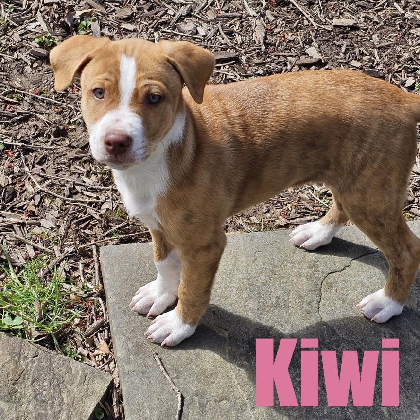 Enlarge Kiwi, an adopted mixed breed in Ellicott City, MD image 1/5