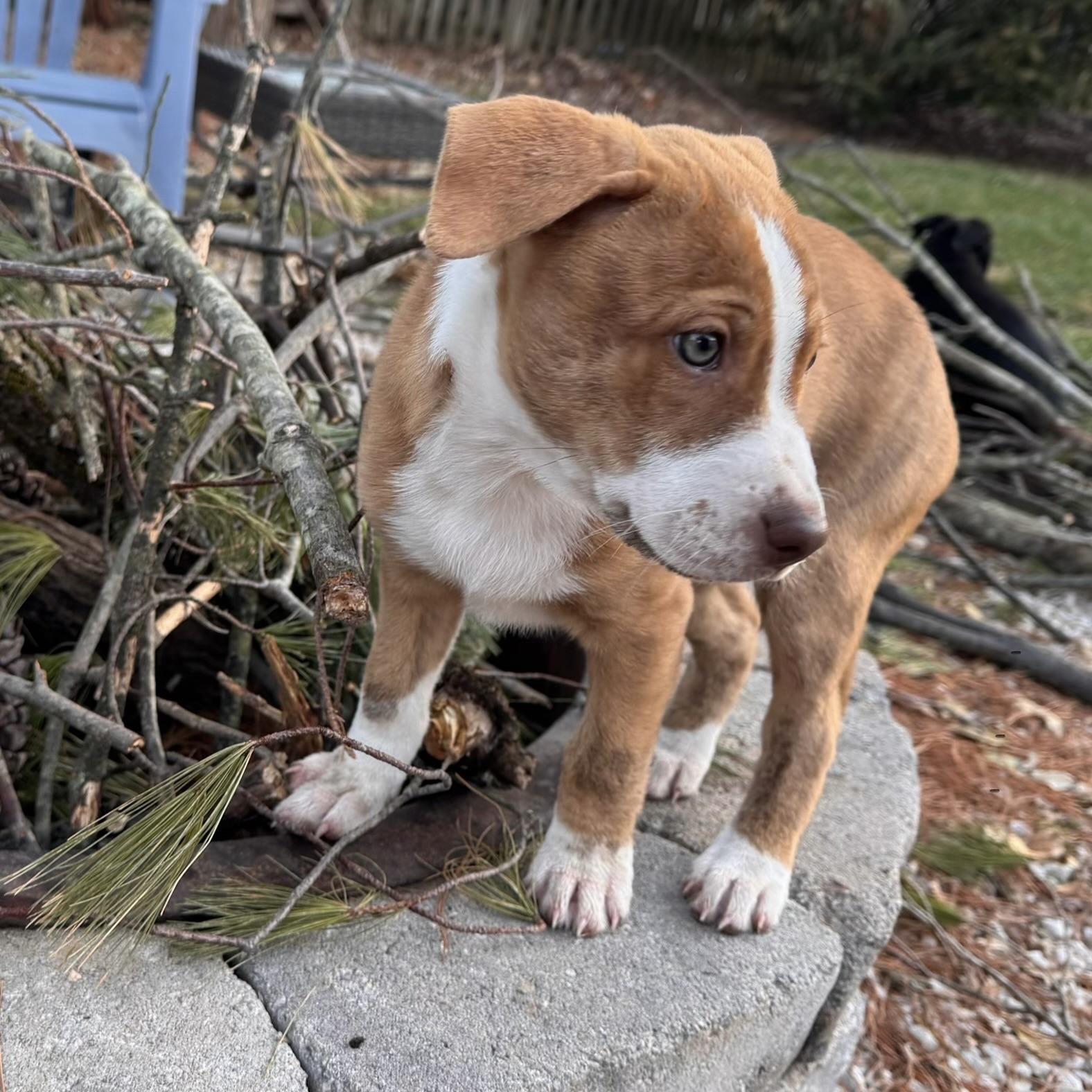 Enlarge Kiwi, an adopted mixed breed in Ellicott City, MD image 2/5