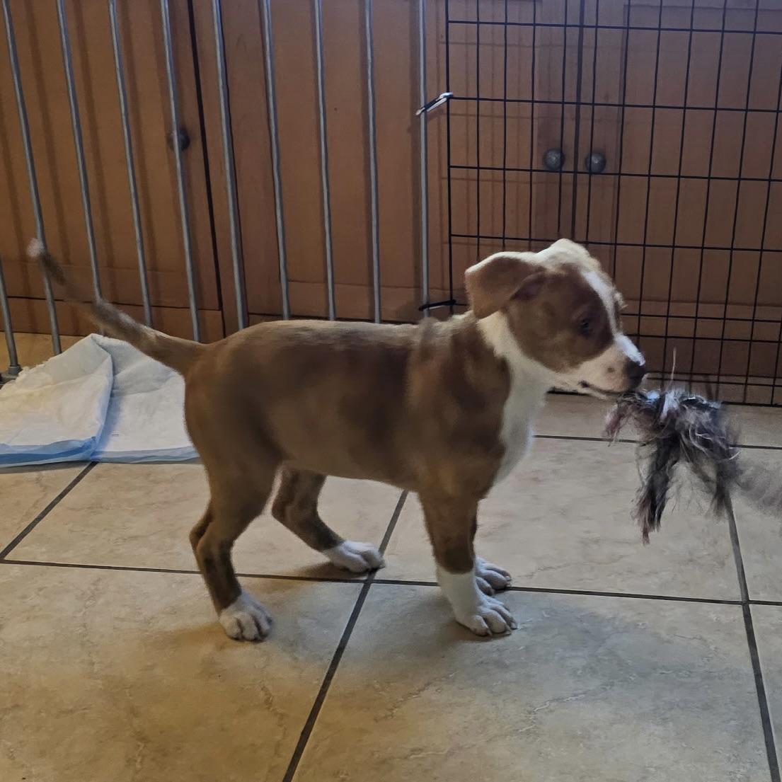 Enlarge Kiwi, an adopted mixed breed in Ellicott City, MD image 3/5