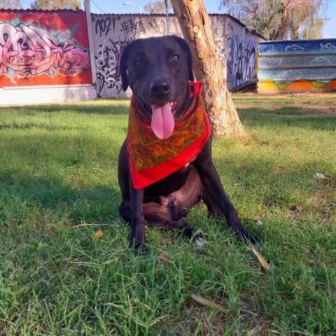 Coco, an adoptable German Shorthaired Pointer, Weimaraner in San Diego, CA, 92130 | Photo Image 1