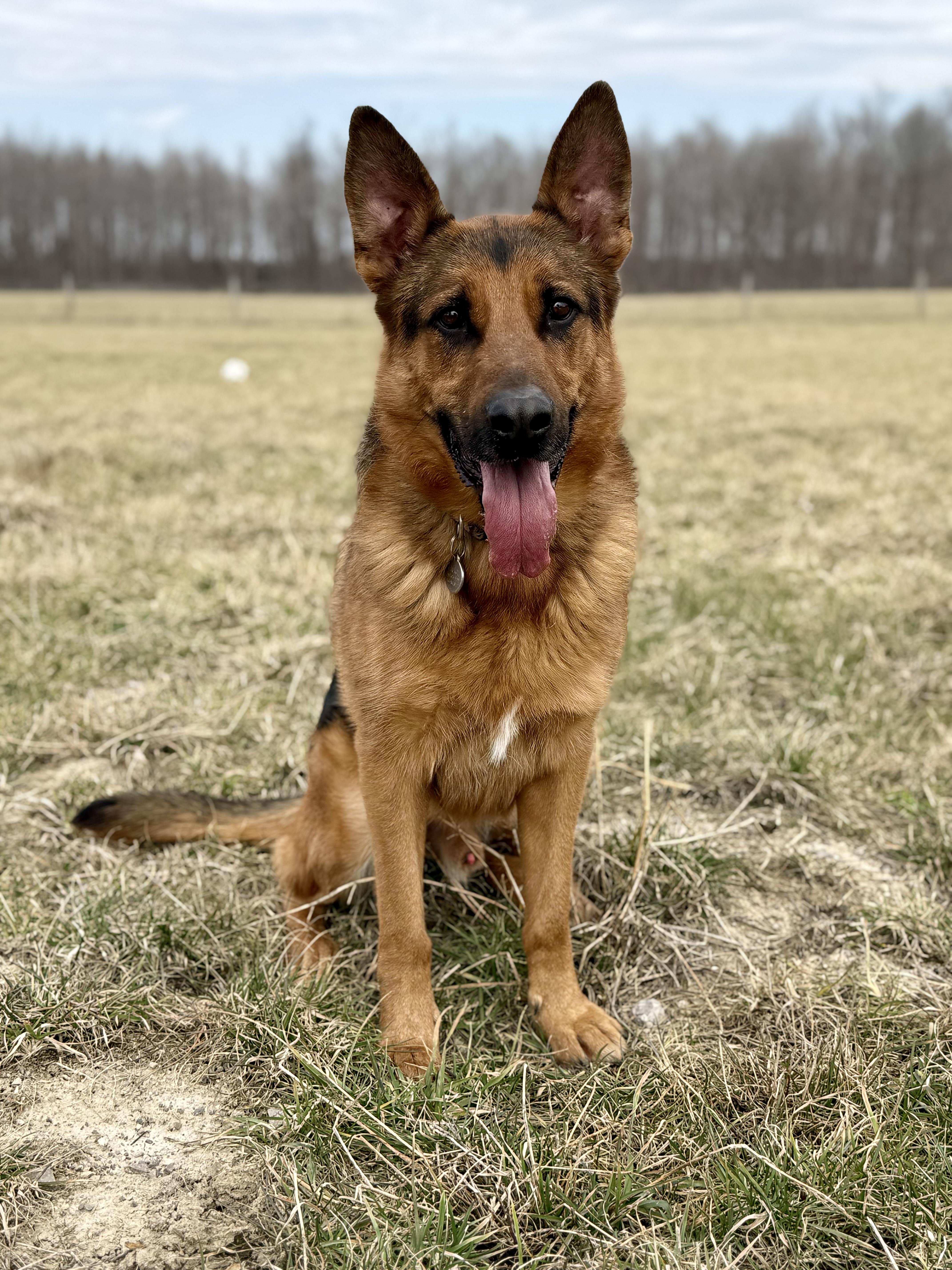 Enlarge Rocky , a ADOPTABLE German Shepherd Dog in Ilderton, ON image 4/6
