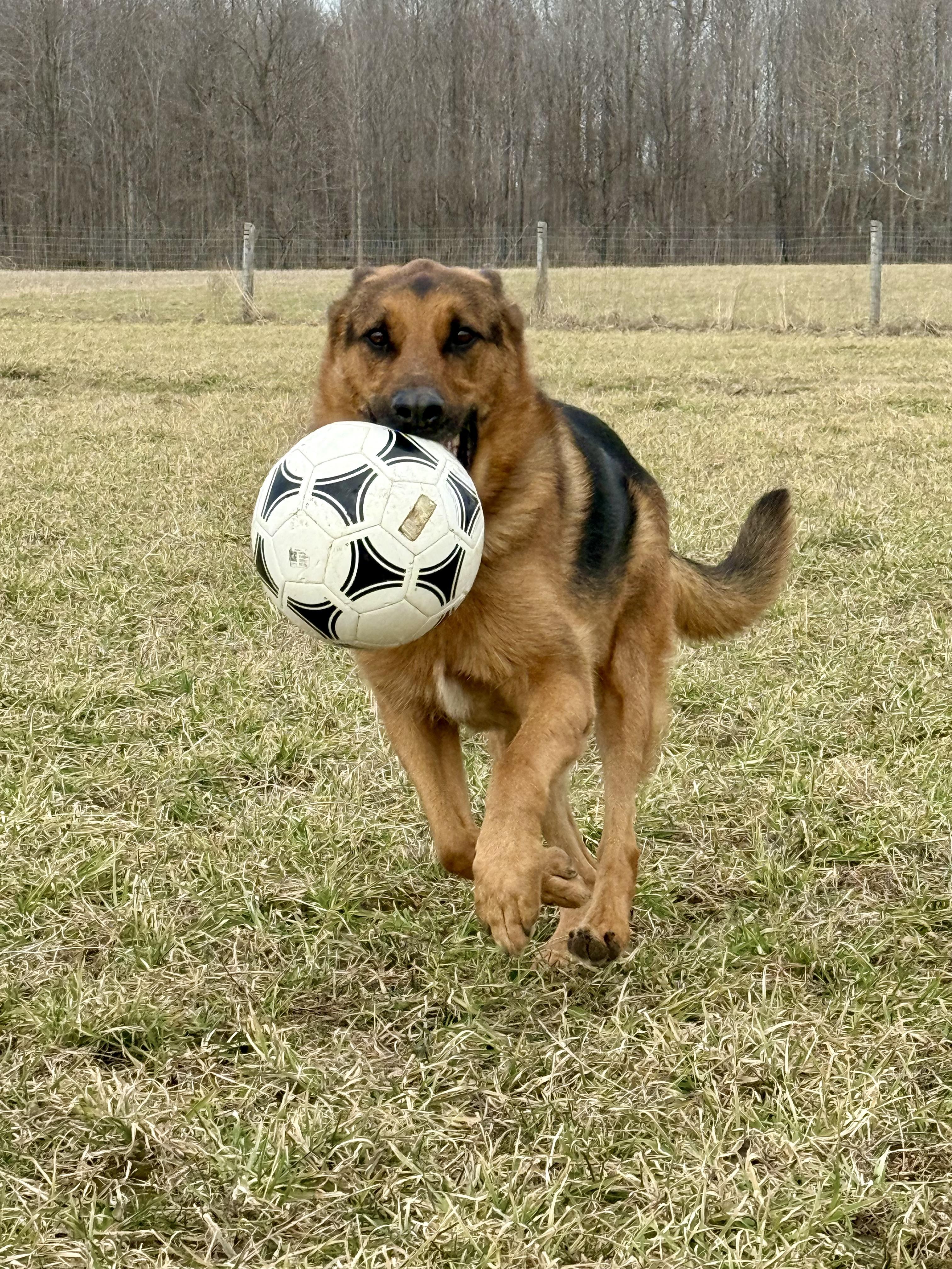 Enlarge Rocky , a ADOPTABLE German Shepherd Dog in Ilderton, ON image 5/6