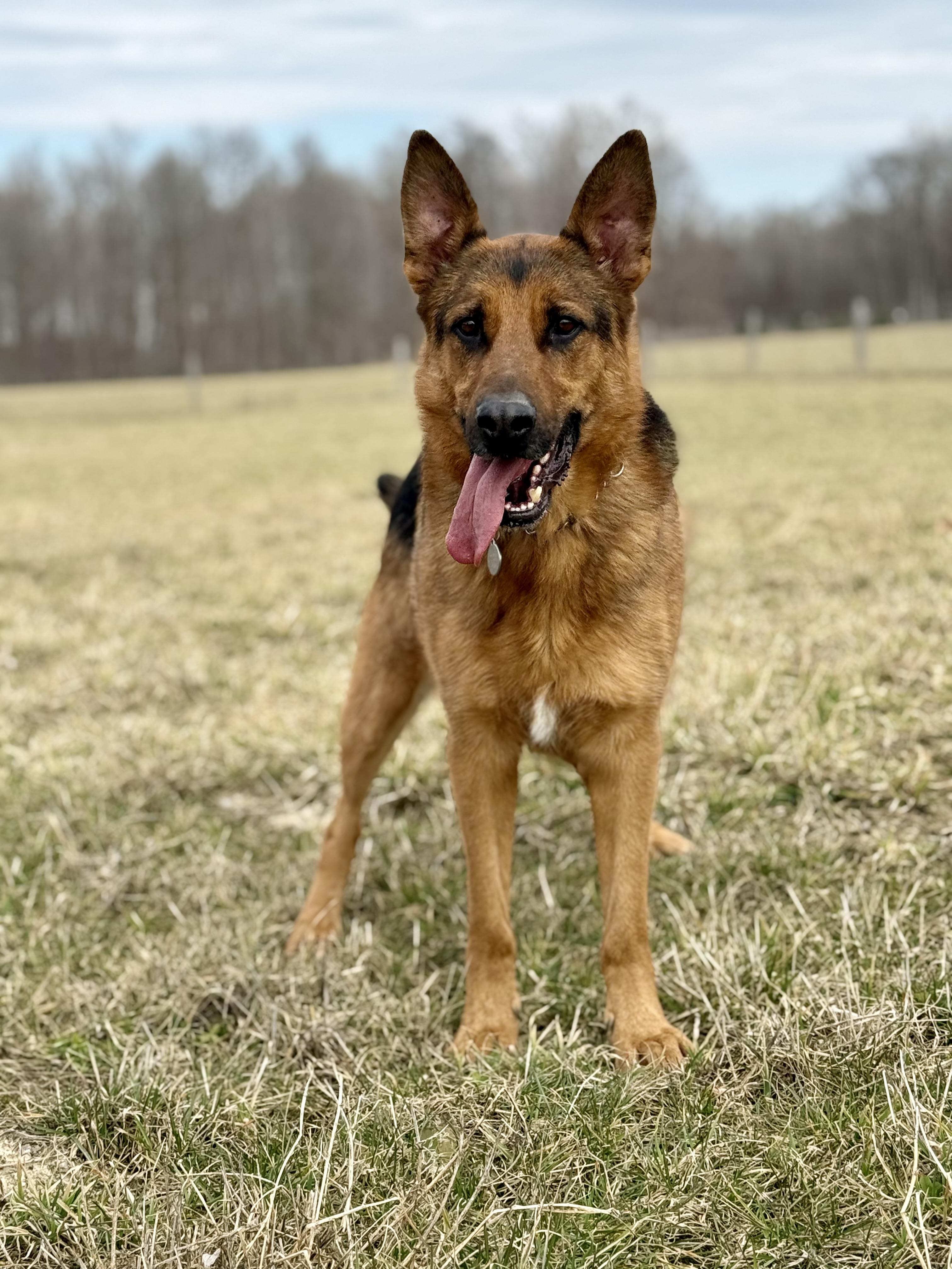 Enlarge Rocky , a ADOPTABLE German Shepherd Dog in Ilderton, ON image 3/6