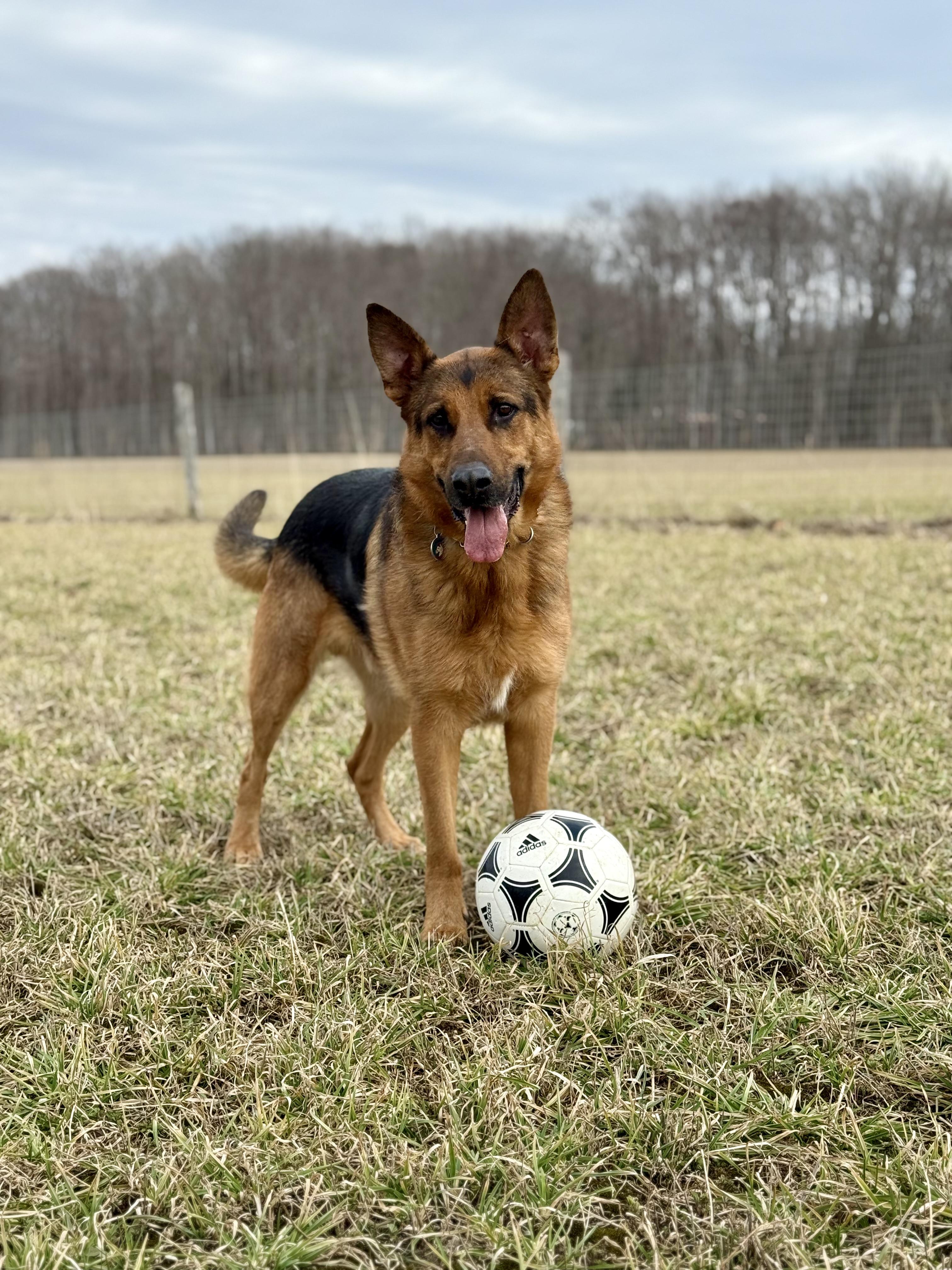 Enlarge Rocky , a ADOPTABLE German Shepherd Dog in Ilderton, ON image 6/6