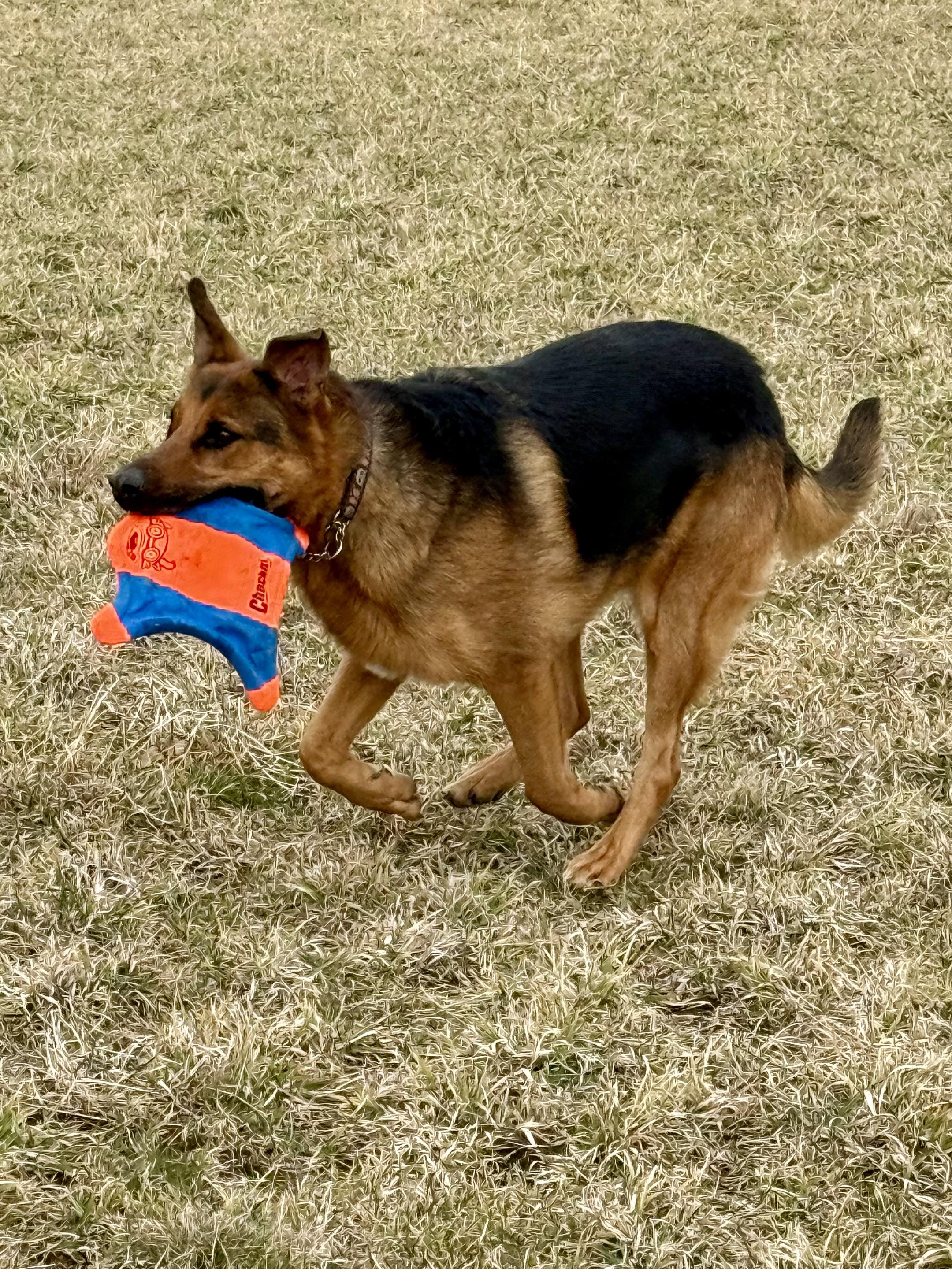 Enlarge Rocky , a ADOPTABLE German Shepherd Dog in Ilderton, ON image 2/6