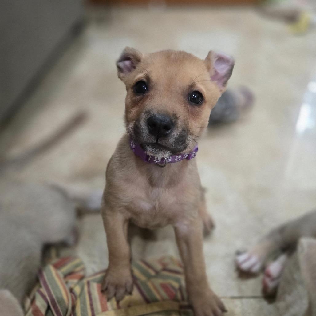 Meet Bree Limerick - The Snuggly Sass Queen of Caddo Parish Female  LabTerrier Mix From the Luck o