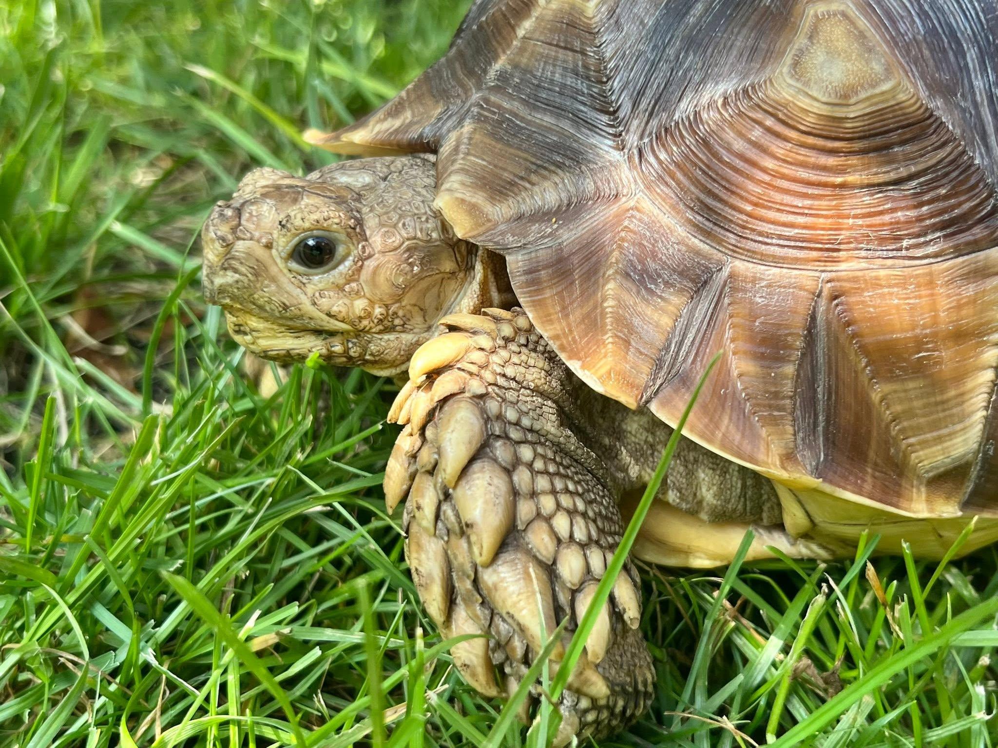 Myrtle, ADOPTABLE, Baby Female Sulcata.