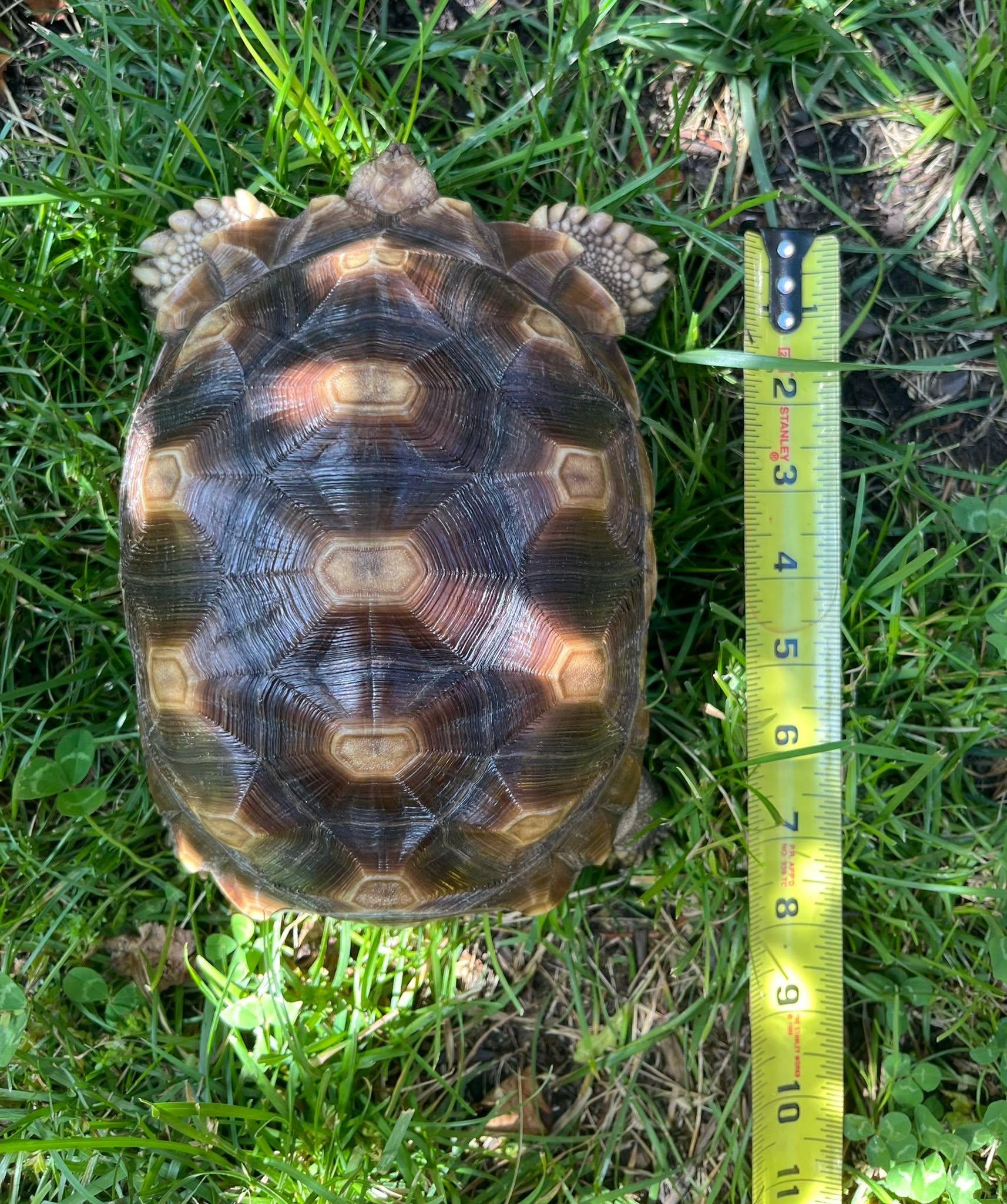 Enlarge Myrtle, a ADOPTABLE Sulcata in Palmerton, PA image 2/4