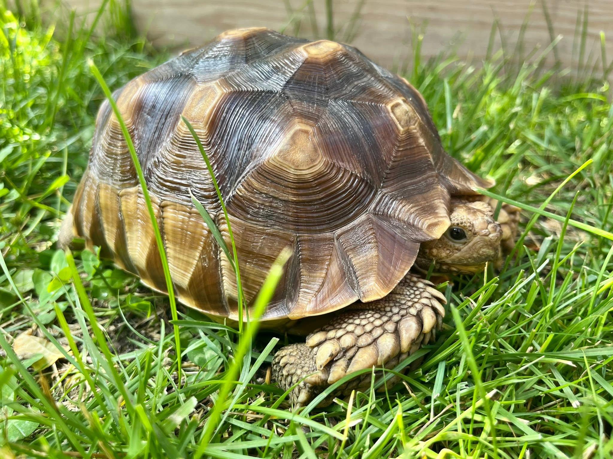 Enlarge Myrtle, a ADOPTABLE Sulcata in Palmerton, PA image 3/4