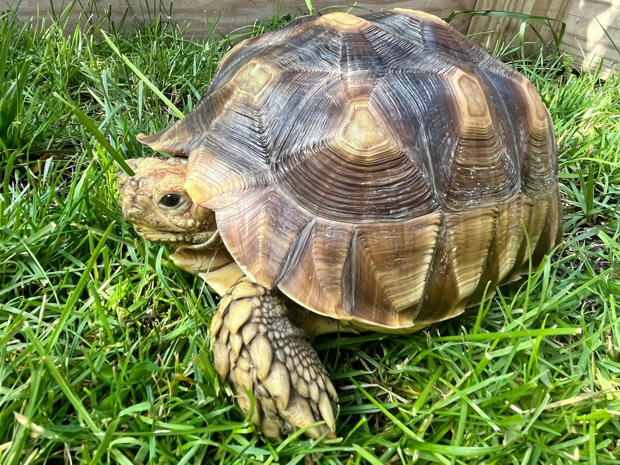 Enlarge Myrtle, a ADOPTABLE Sulcata in Palmerton, PA image 4/4