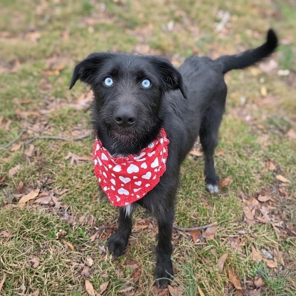 Enlarge Smarty Pants, a Adoptable mixed breed in Wayne, NJ image 1/1