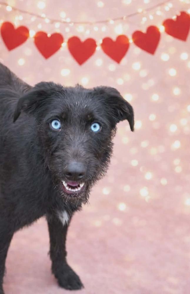 Enlarge Smarty Pants, a Adoptable mixed breed in Carrollton, GA image 1/1
