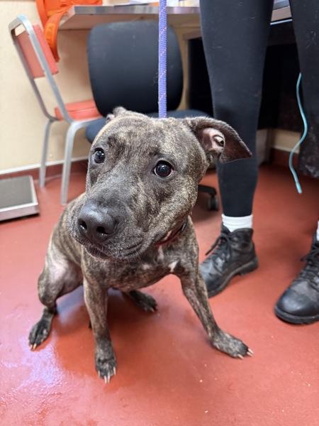 Peaches, Adoptable, Adult Female Pit Bull Terrier.