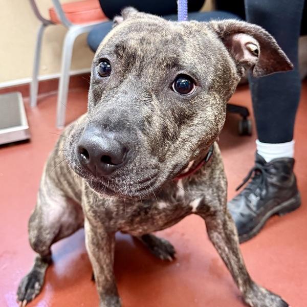 Enlarge Peaches, a Adoptable mixed breed in Salisbury, MD image 1/5