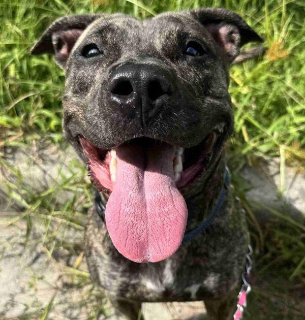 Enlarge Peaches, a Adoptable mixed breed in Salisbury, MD image 2/5