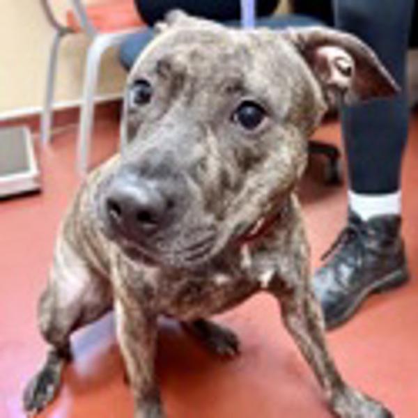 Enlarge Peaches, a Adoptable mixed breed in Salisbury, MD image 4/5