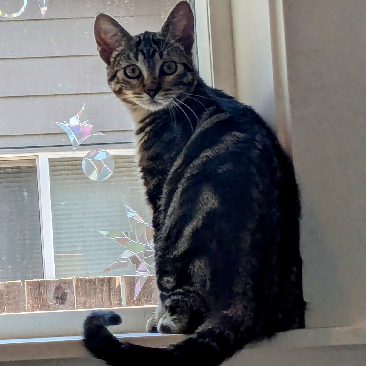 Dallas (with Jamison), Young Female Domestic Short Hair