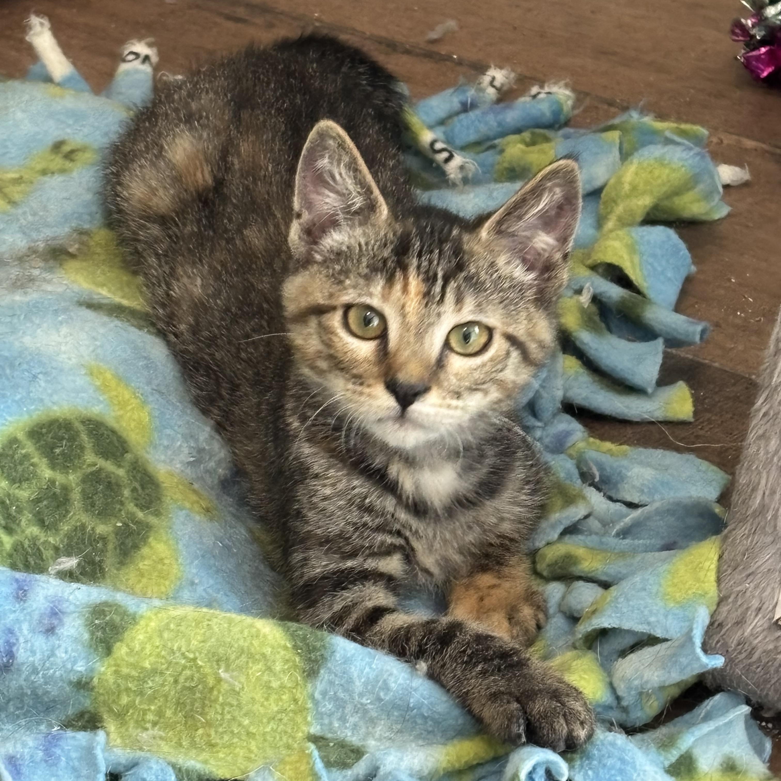 Enlarge Tiny, a ADOPTABLE Domestic Short Hair in queen creek, AZ image 1/1