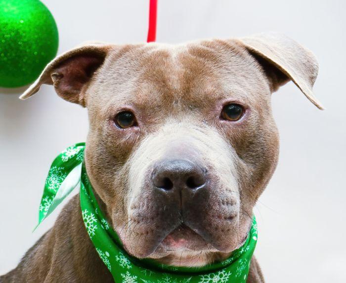 Gobbler, adoptable, Adult Male Terrier.
