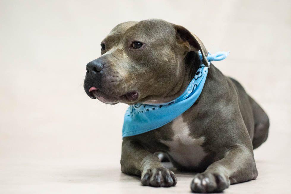 Gobbler, Adoptable, Adult Male Terrier.