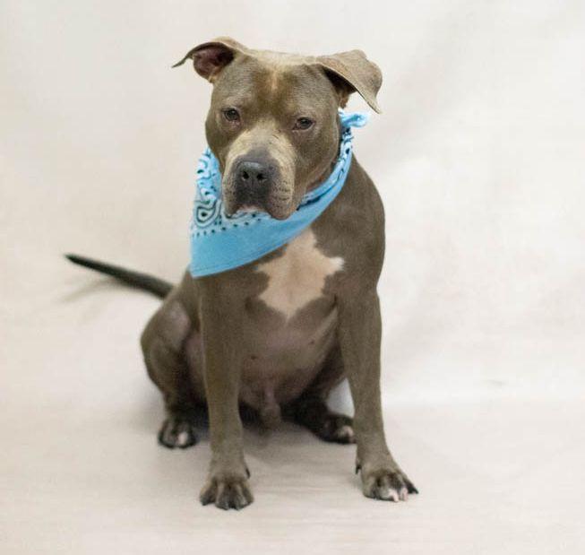 Enlarge Gobbler, a Adoptable mixed breed in Sanford, FL image 2/6
