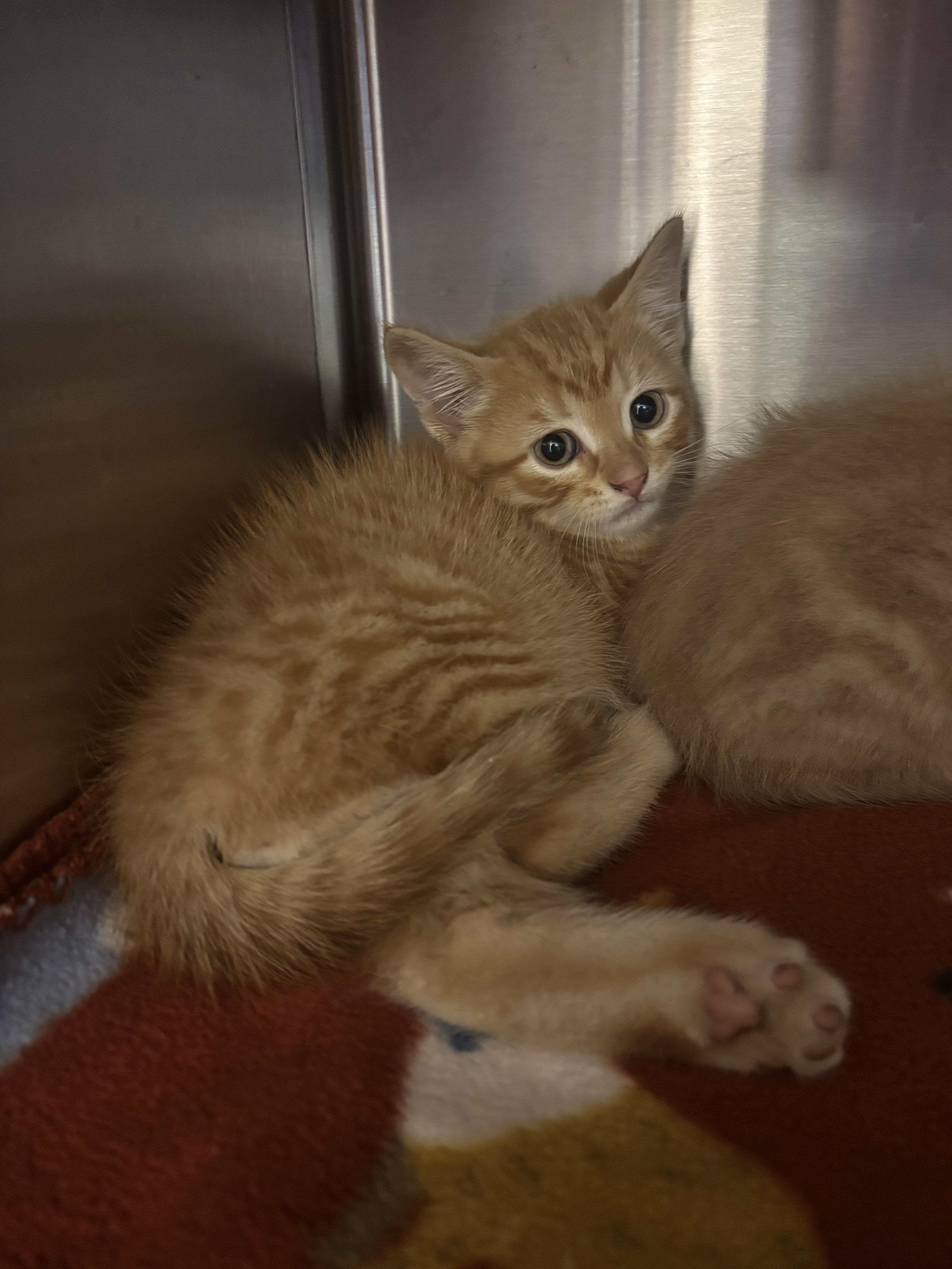 Squash, ADOPTABLE, Kitten Male Domestic Short Hair.
