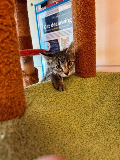Goober, Adoptable, Kitten Male Domestic Short Hair & Domestic Short Hair.