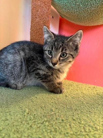 Goober, a Adoptable mixed breed in Scottsbluff, NE image 2/3