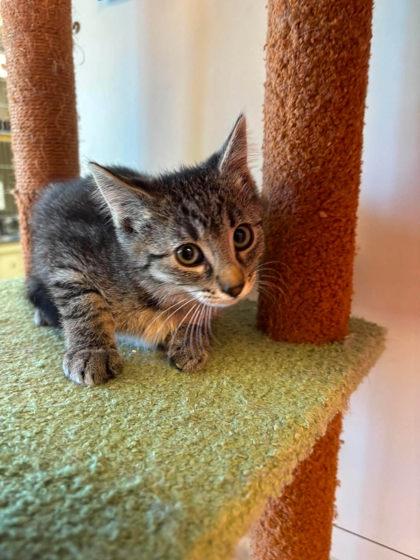 Goober, a Adoptable mixed breed in Scottsbluff, NE image 3/3