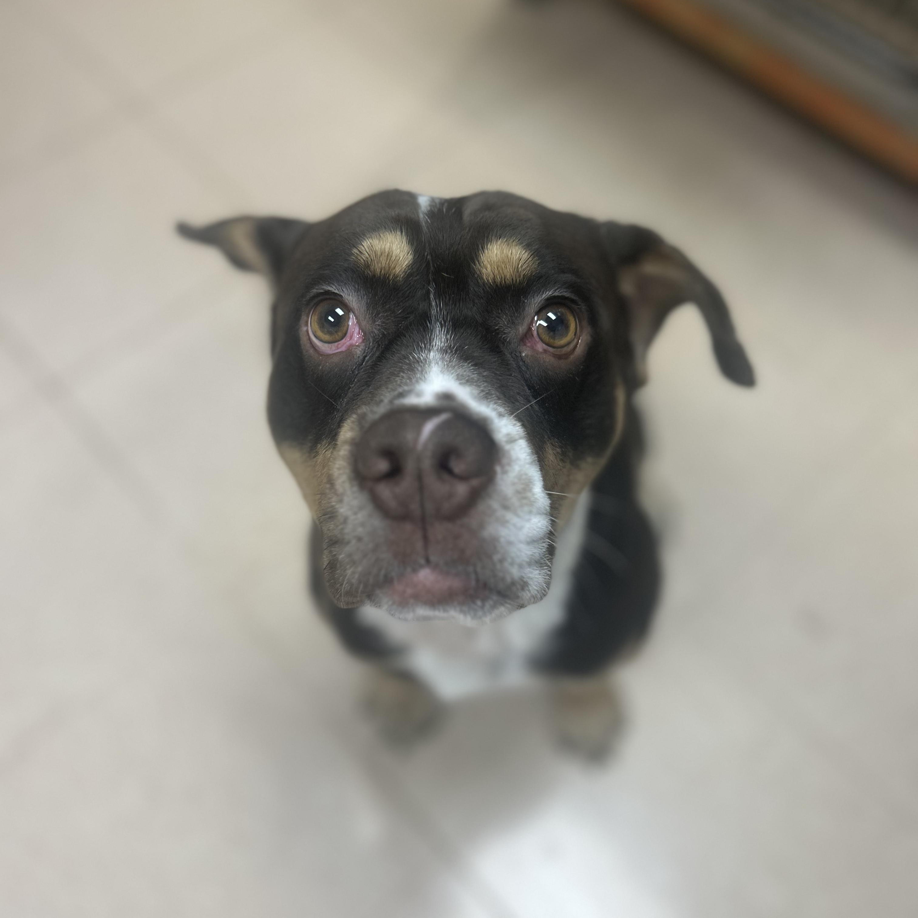 Enlarge Cornbread, a ADOPTABLE mixed breed in Joliet, IL image 4/4