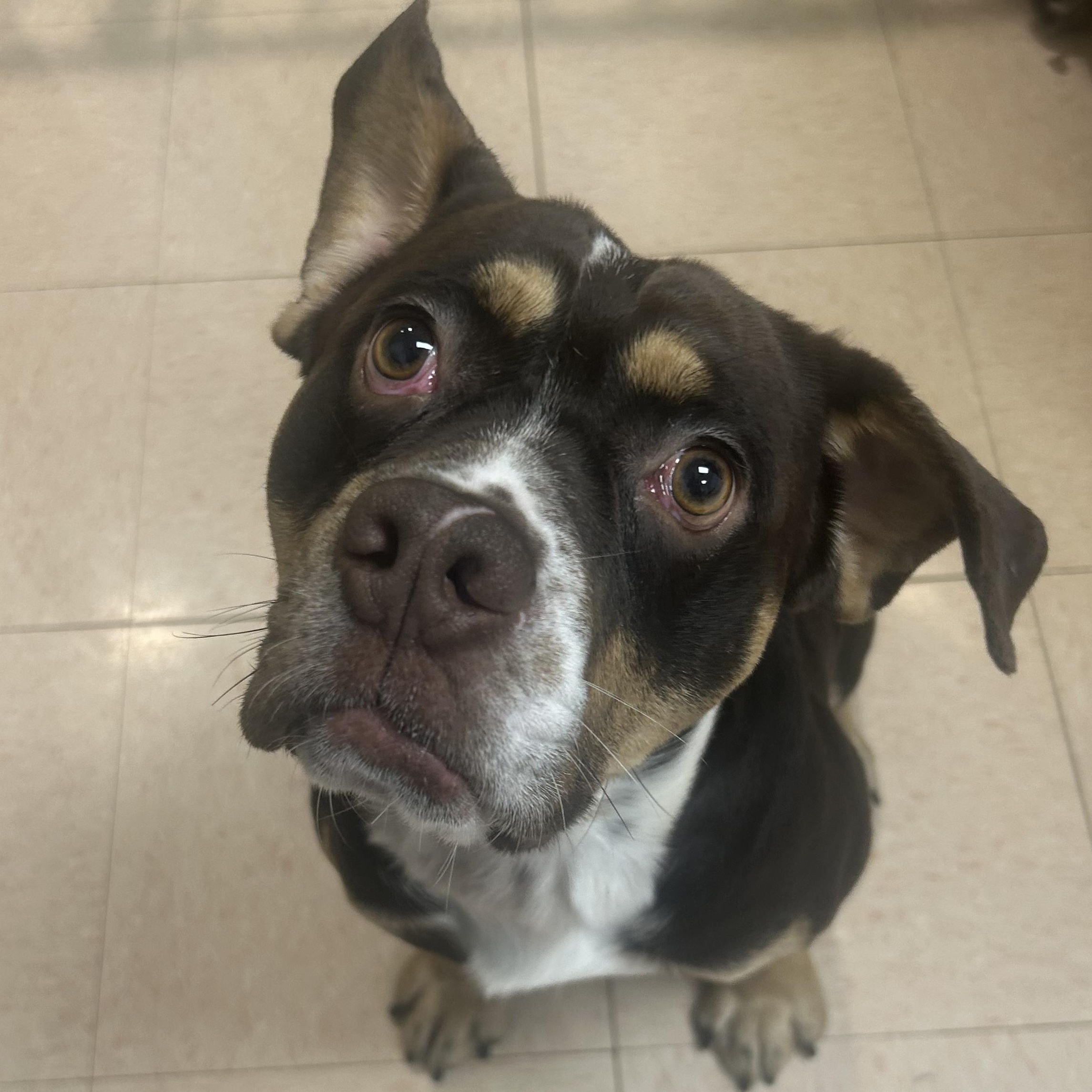 Cornbread, ADOPTABLE, Young Male Bulldog.