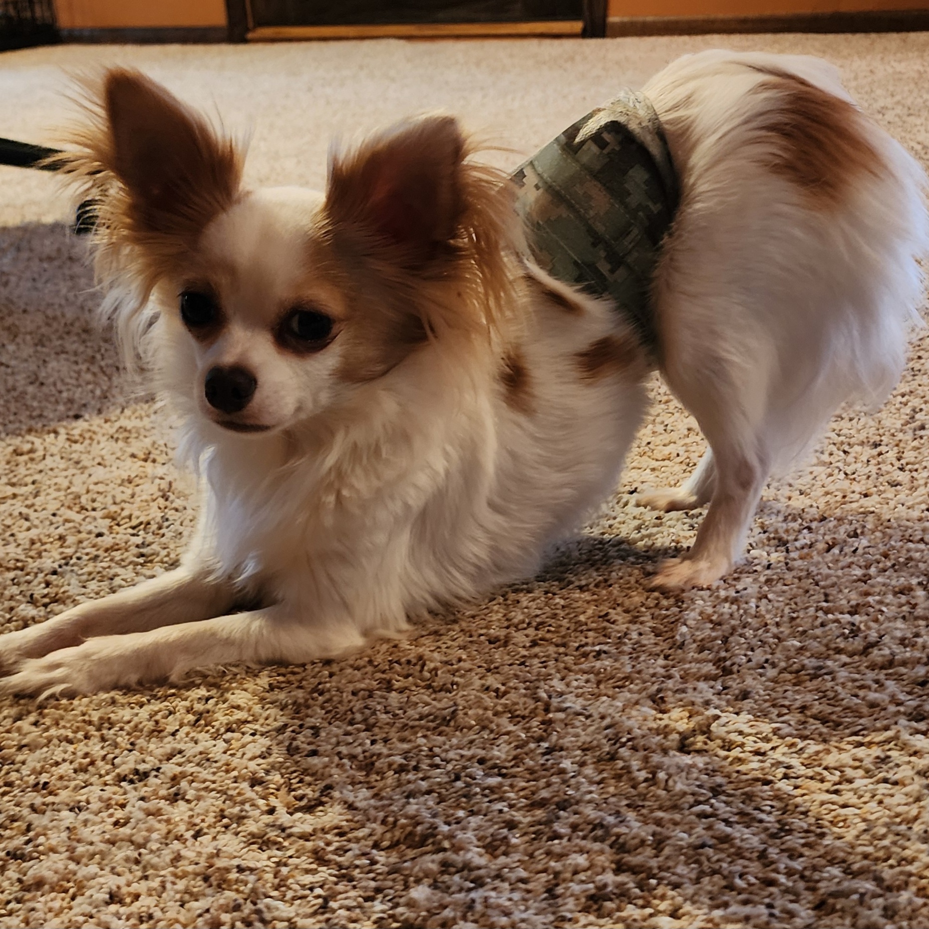 Enlarge Banjo, a Adopted Chihuahua in Mahtomedi, MN image 2/3