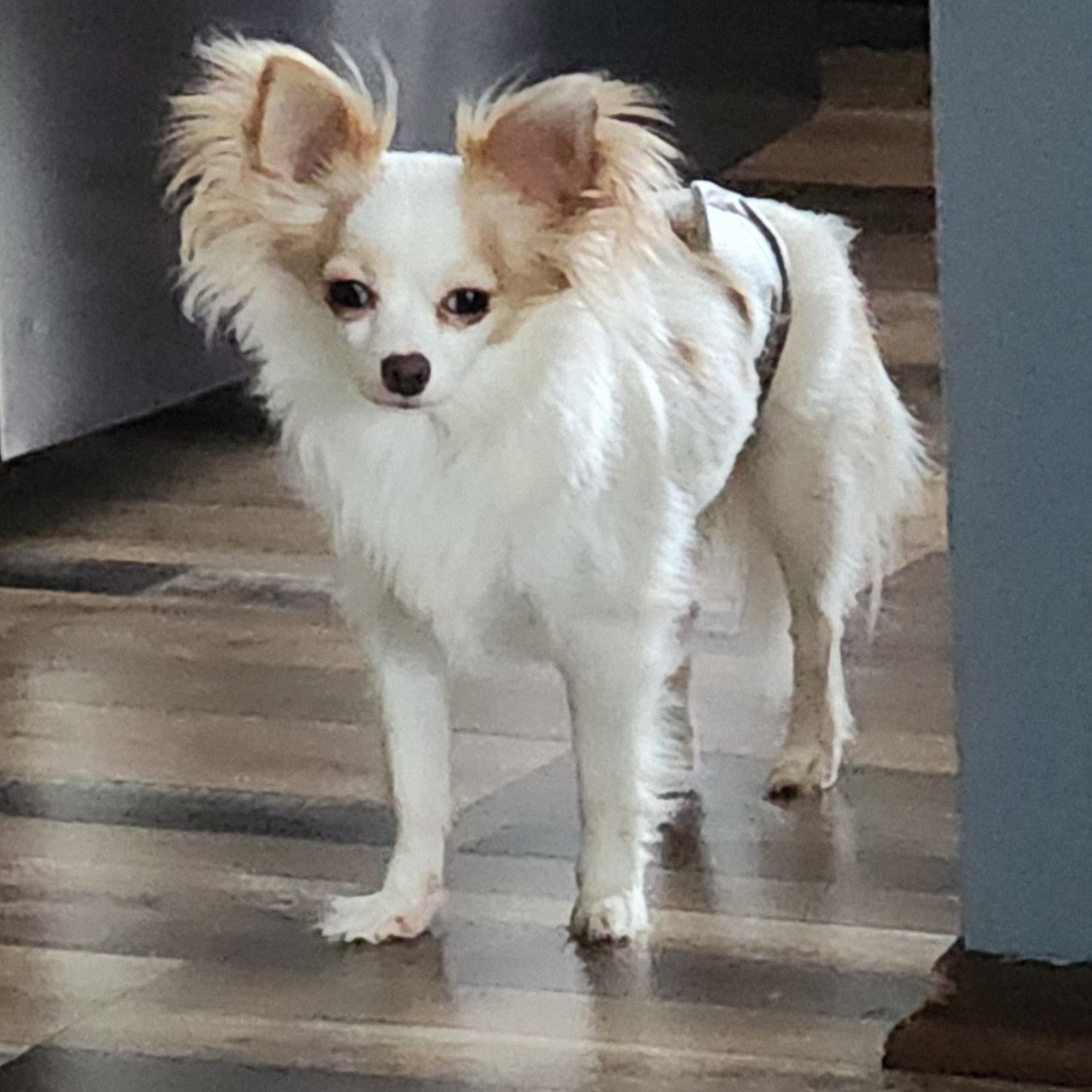 Enlarge Banjo, a Adopted Chihuahua in Mahtomedi, MN image 3/3