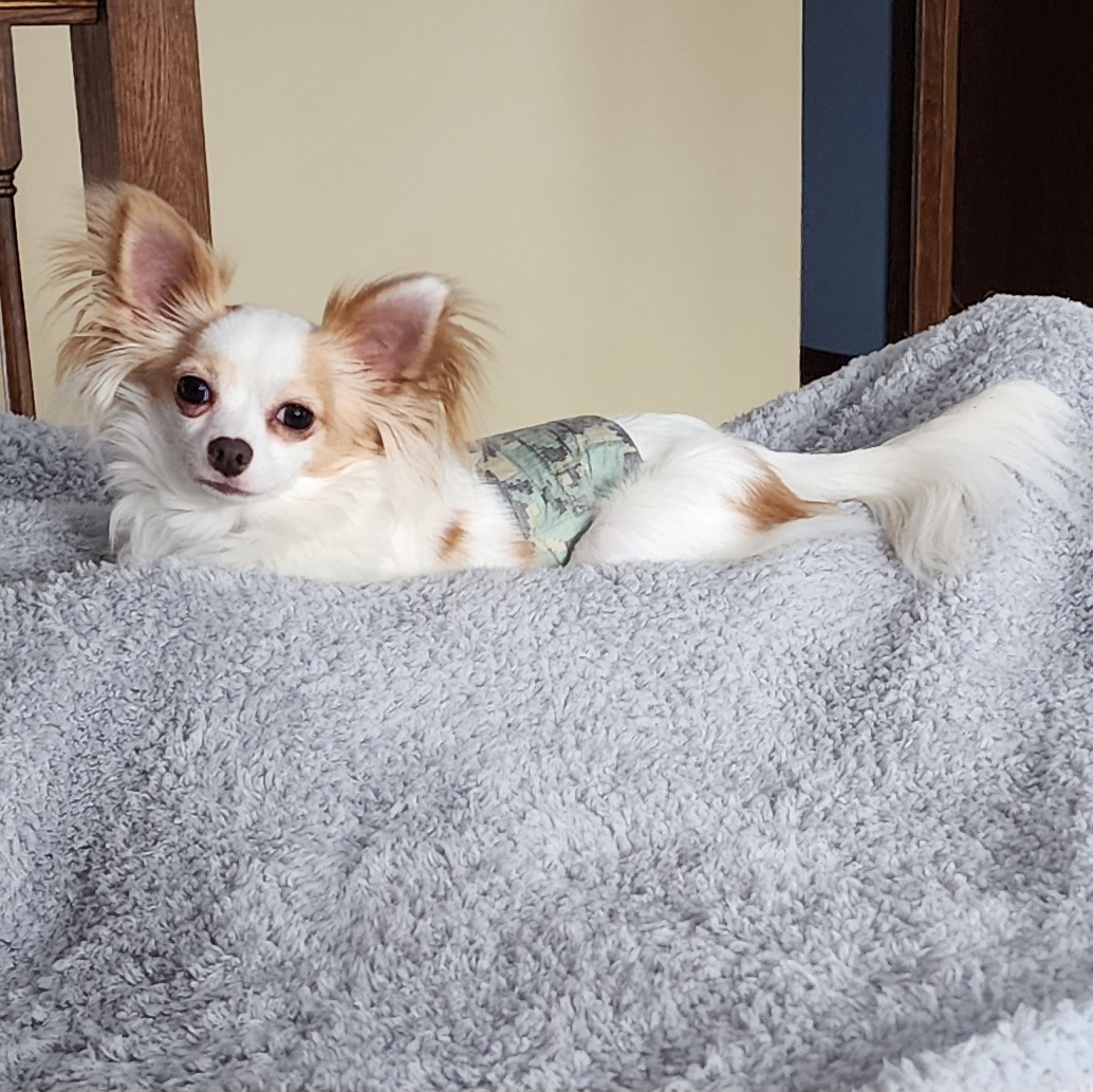 Enlarge Banjo, a Adopted Chihuahua in Mahtomedi, MN image 1/3