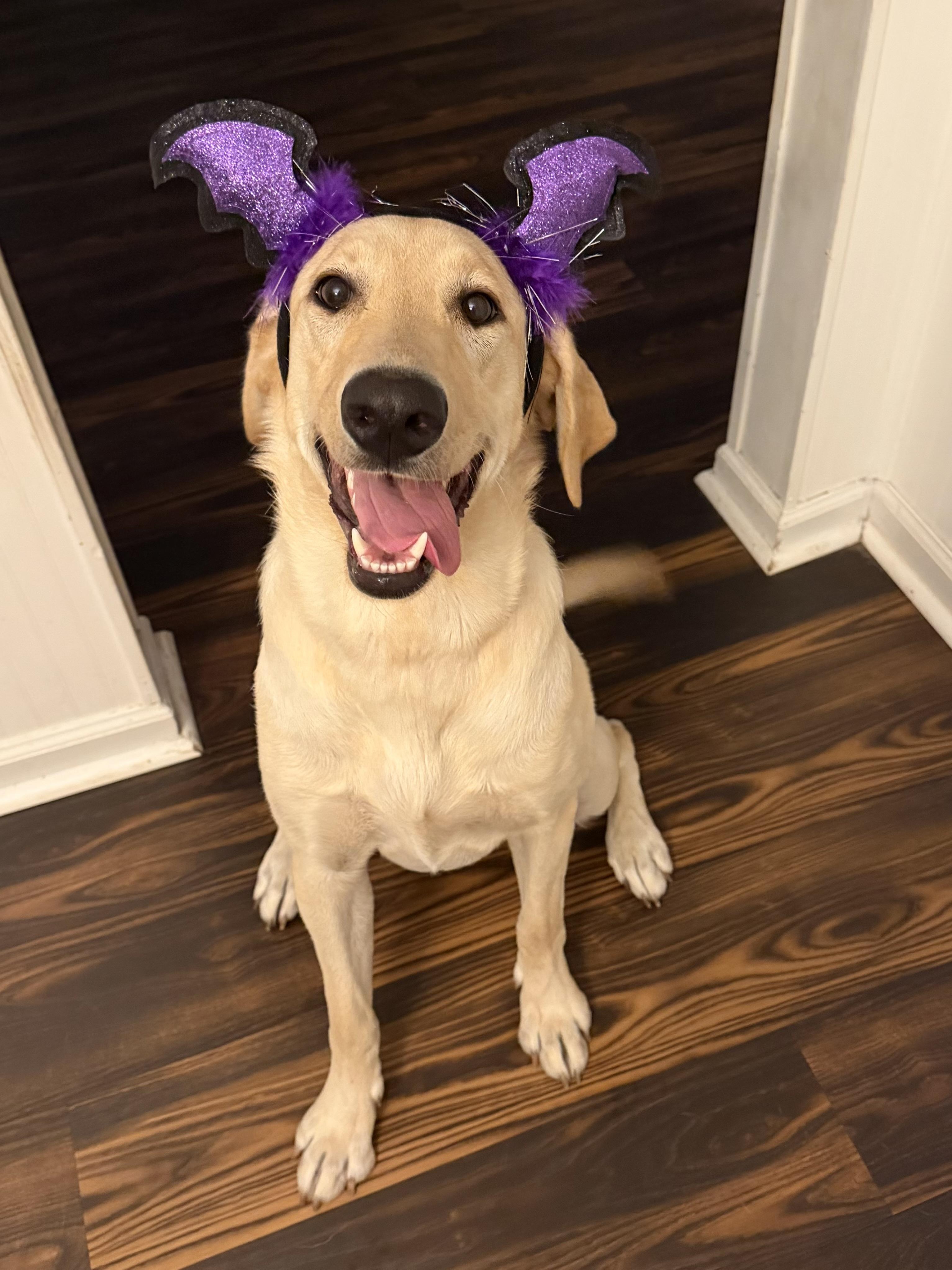 Willow, Adoptable, Young Female Yellow Labrador Retriever.