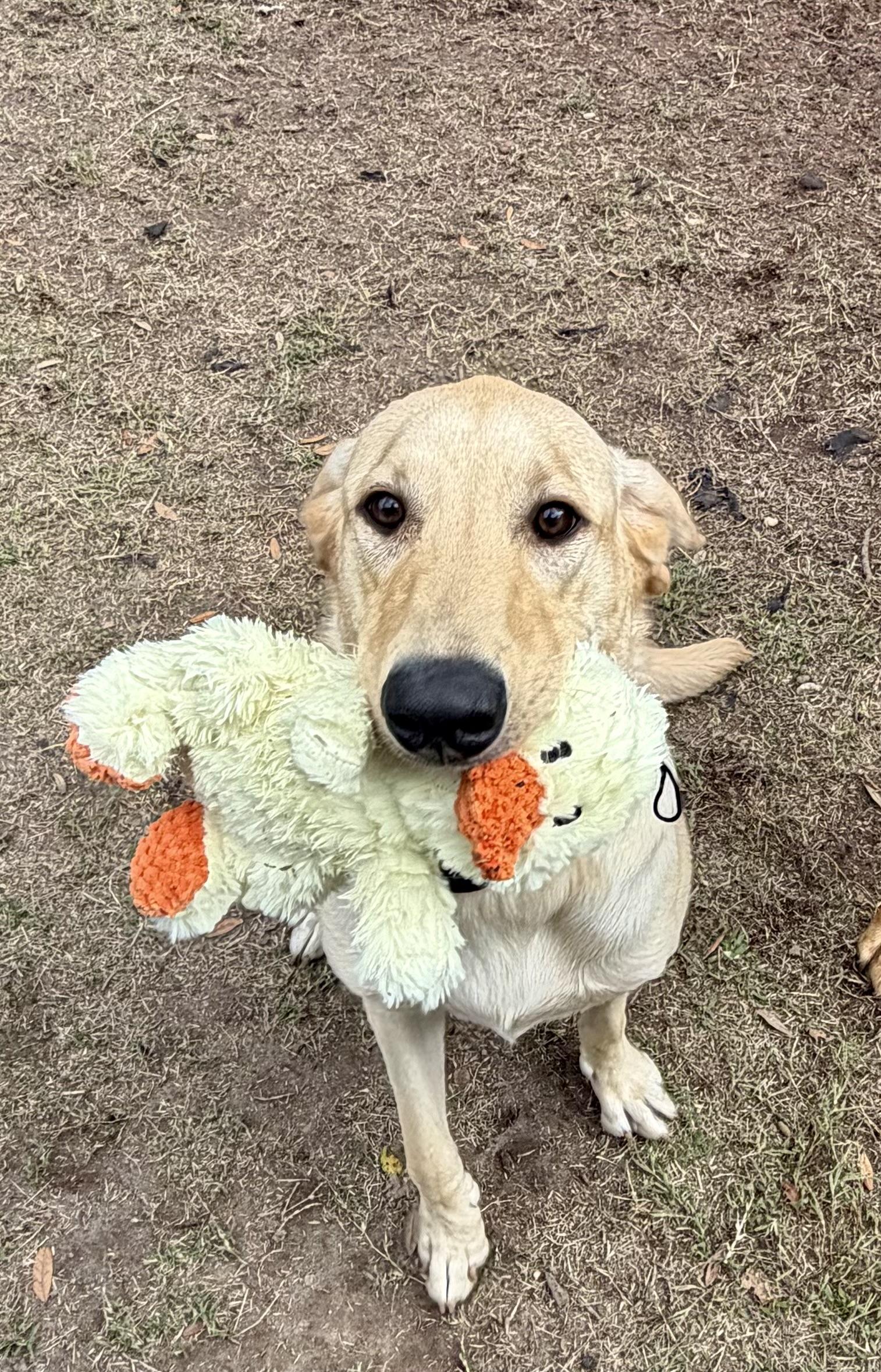 Enlarge Willow, a Adoptable Yellow Labrador Retriever in Virginia Beach , VA image 2/2