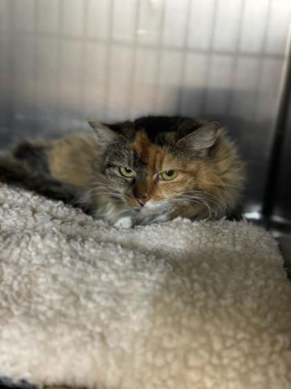 Callie, Adoptable, Senior Female Domestic Long Hair & Domestic Short Hair.