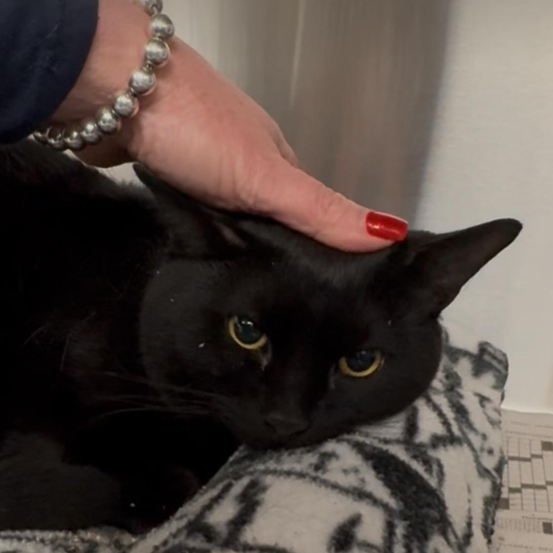 Enlarge Zorro, a Adoptable Domestic Short Hair in North Kingstown, RI image 1/6