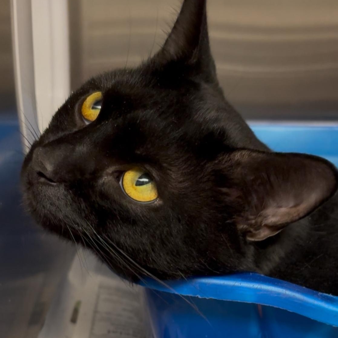 Enlarge Zorro, a Adoptable Domestic Short Hair in North Kingstown, RI image 2/6