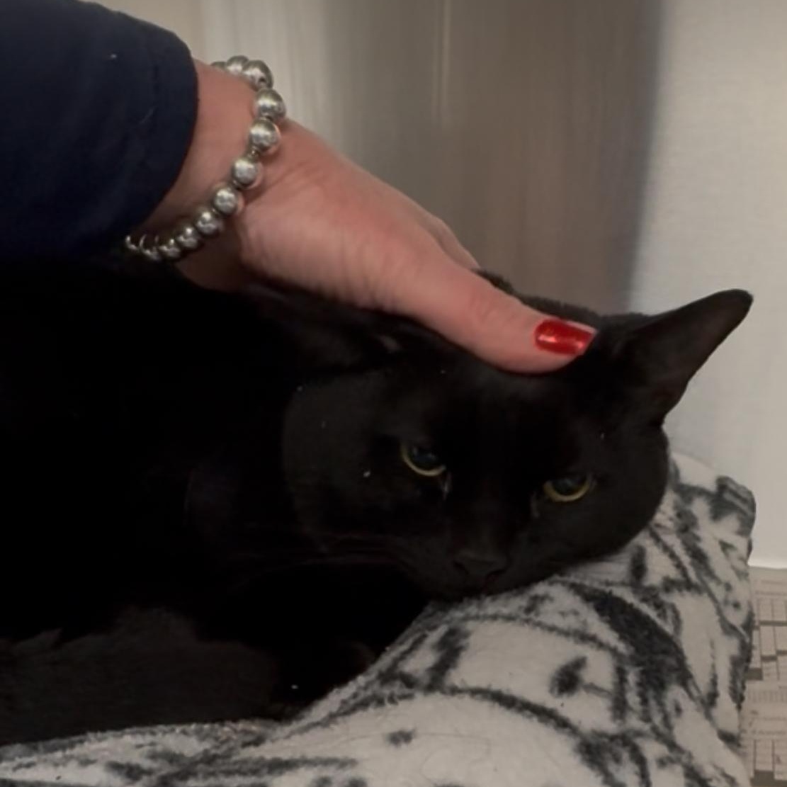 Enlarge Zorro, a Adoptable Domestic Short Hair in North Kingstown, RI image 3/6