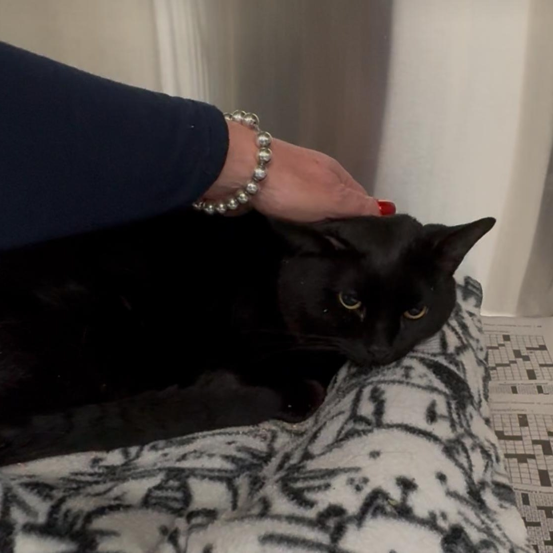 Enlarge Zorro, a Adoptable Domestic Short Hair in North Kingstown, RI image 4/6